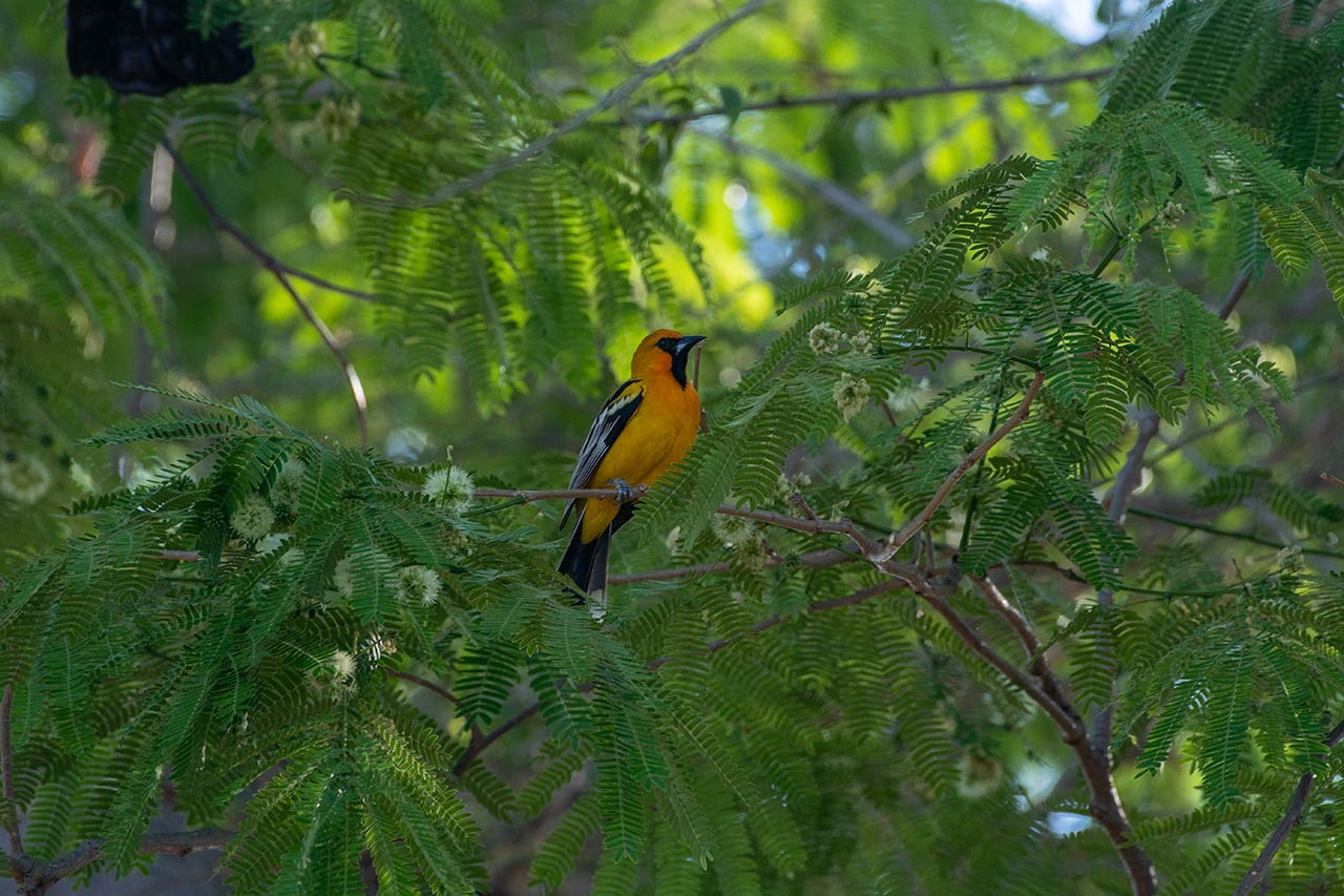 La campana es un gran sitio para la practica del Birding. Image