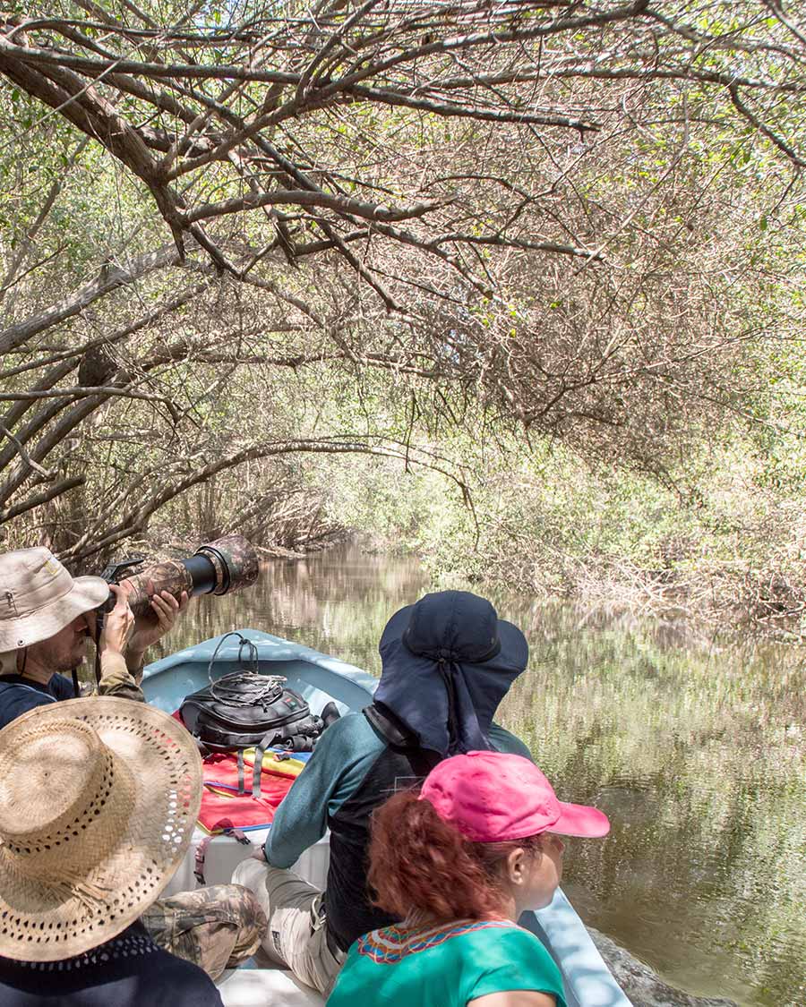 Birding en estero Palo Verde. Image
