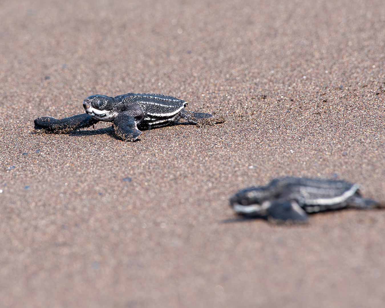 En el tortugario de Cuyutlán, podrás vivir la experiencia de liberar tortugas. Image